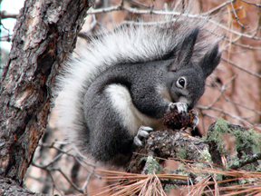 <span class="mw-page-title-main">Abert's squirrel</span> Species of rodent