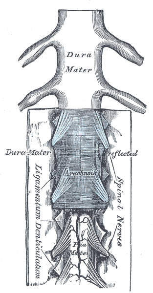 <span class="mw-page-title-main">Epidural space</span> Space between the dura mater and vertebrae