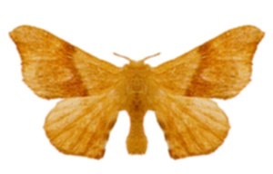 <span class="mw-page-title-main">Eupterotidae</span> Family of moths