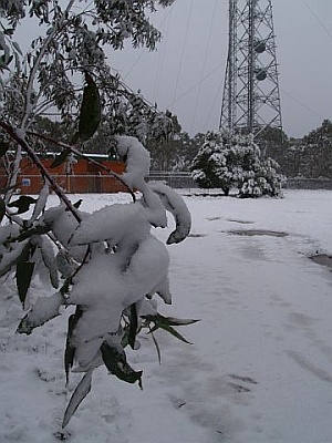 <span class="mw-page-title-main">Mount Trickett</span> Mountain in New South Wales, Australia