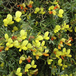 <i>Acmispon rigidus</i> Species of legume