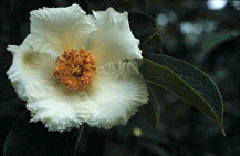 <i>Stewartia ovata</i> species of plant