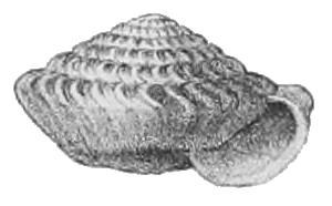 <i>Careoradula perelegans</i> Species of gastropod