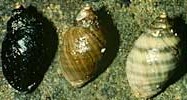 <i>Nucella emarginata</i> Species of gastropod