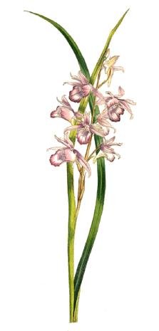 <i>Phaius</i> Genus of orchids