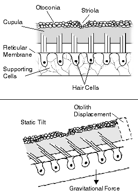 <span class="mw-page-title-main">Otolithic membrane</span>