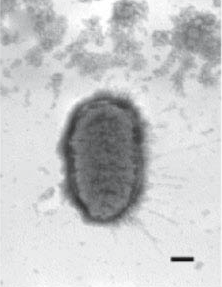 <i>Proteus penneri</i> Species of bacterium