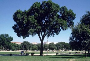 <i>Ulmus americana</i> Jefferson Elm cultivar