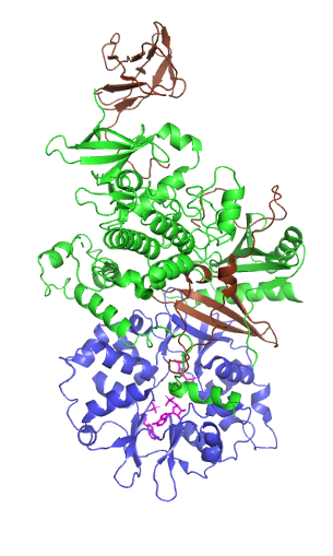 <span class="mw-page-title-main">AMP-activated protein kinase</span> Class of enzymes