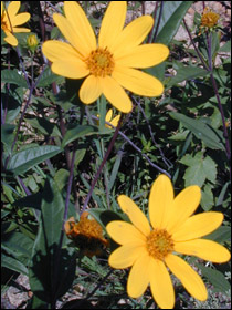 <i>Helianthus eggertii</i> Species of sunflower