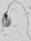 <span class="mw-page-title-main">Stygiellidae</span> Family of saltwater protists