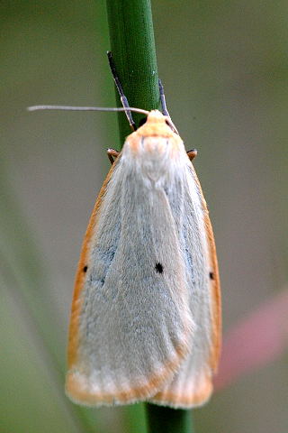 <i>Cybosia</i> Genus and species of moth