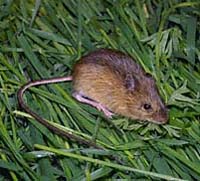 <span class="mw-page-title-main">Pacific jumping mouse</span> Species of rodent