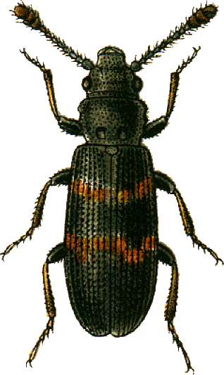 <span class="mw-page-title-main">Phloeostichidae</span> Family of beetles