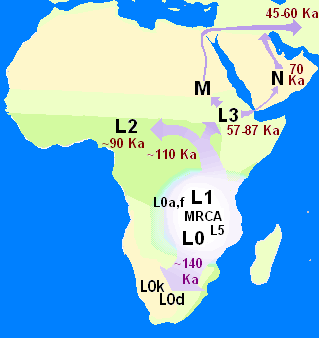 <span class="mw-page-title-main">Mitochondrial Eve</span> Matrilineal most recent common ancestor of all living humans