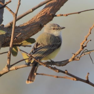 <span class="mw-page-title-main">Suiriri flycatcher</span> Species of bird