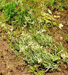 <i>Antennaria luzuloides</i> Species of flowering plant