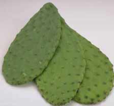 edible cactus