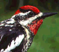 Red-naped sapsucker RedNapedSapsucker23.jpg