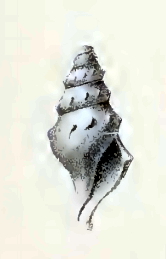 <i>Spirotropis phaeacra</i> Species of gastropod