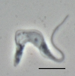 <i>Trypanosoma brucei</i> Species of protozoan parasite