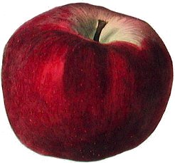 Winston (apple) Apple cultivar