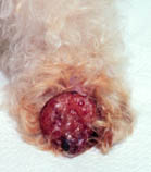 <span class="mw-page-title-main">Amelanotic melanoma</span> Medical condition