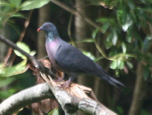 <span class="mw-page-title-main">Bolle's pigeon</span> Species of bird