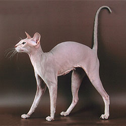 <span class="mw-page-title-main">Peterbald</span> Breed of cat