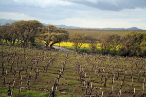 <span class="mw-page-title-main">Livermore Valley AVA</span> Wine grape–growing region in California, U.S.