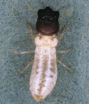 <span class="mw-page-title-main">Kalotermitidae</span> Family of termites