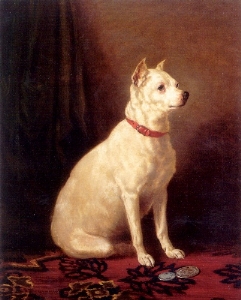 <span class="mw-page-title-main">English White Terrier</span> Extinct dog breed