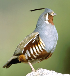 <span class="mw-page-title-main">Mountain quail</span> Species of bird