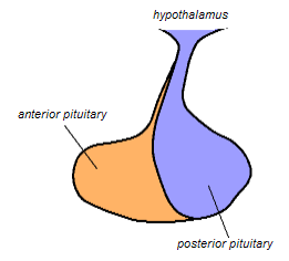 <span class="mw-page-title-main">Posterior pituitary</span> Posterior lobe of the pituitary gland