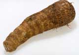 A taro root, a staple food of the Urapmin Taro root CDC.jpg