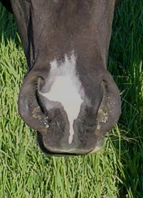 <span class="mw-page-title-main">Respiratory system of the horse</span> Biological system by which a horse circulates air for the purpose of gaseous exchange