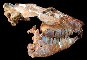 <i>Trachytherus</i> Extinct genus of notoungulates