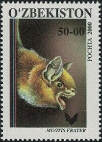 <span class="mw-page-title-main">Fraternal myotis</span> Species of bat