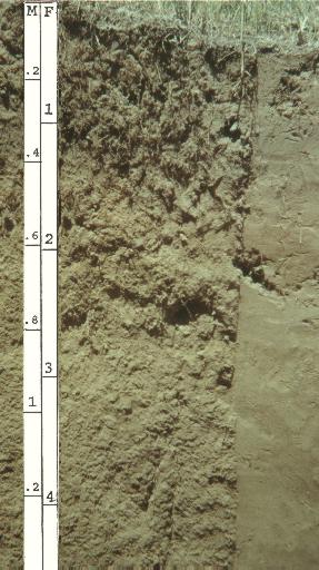 <span class="mw-page-title-main">Entisol</span> Type of soil