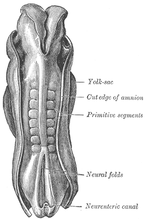 <span class="mw-page-title-main">Somitogenesis</span>