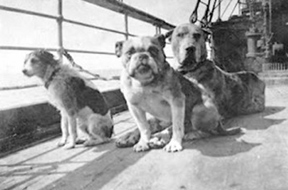 Animals aboard the <i>Titanic</i>