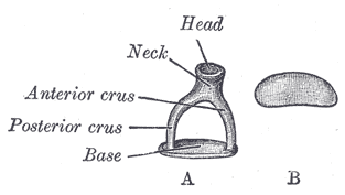 <i>Stapes</i> Bone in the middle ear