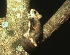 <span class="mw-page-title-main">Flying squirrel</span> Tribe of mammals