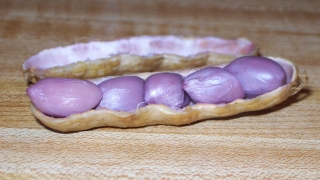 <span class="mw-page-title-main">Boiled peanuts</span> Method of preparing fresh peanuts as a snack food