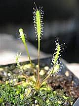 <i>Drosera linearis</i> Species of carnivorous flowering plant in the family Droseraceae