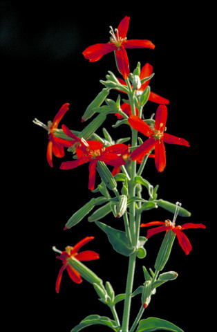 <i>Silene regia</i> Species of flowering plant