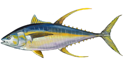 <span class="mw-page-title-main">Yellowfin tuna</span> Species of fish