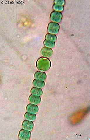 <i>Anabaena</i> Genus of bacteria