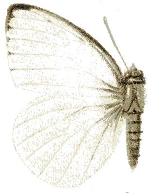 <i>Dixeia doxo</i> Species of butterfly