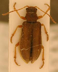 Syneta betulae